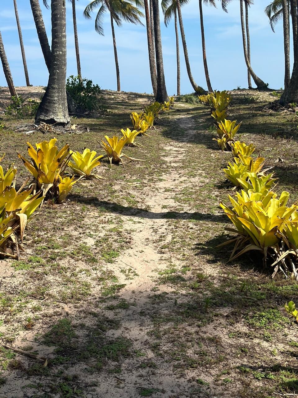 Casa de praia nos Algodões